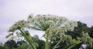 Barszcz Sosnowskiego