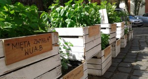 Słupsk dba o zieleń