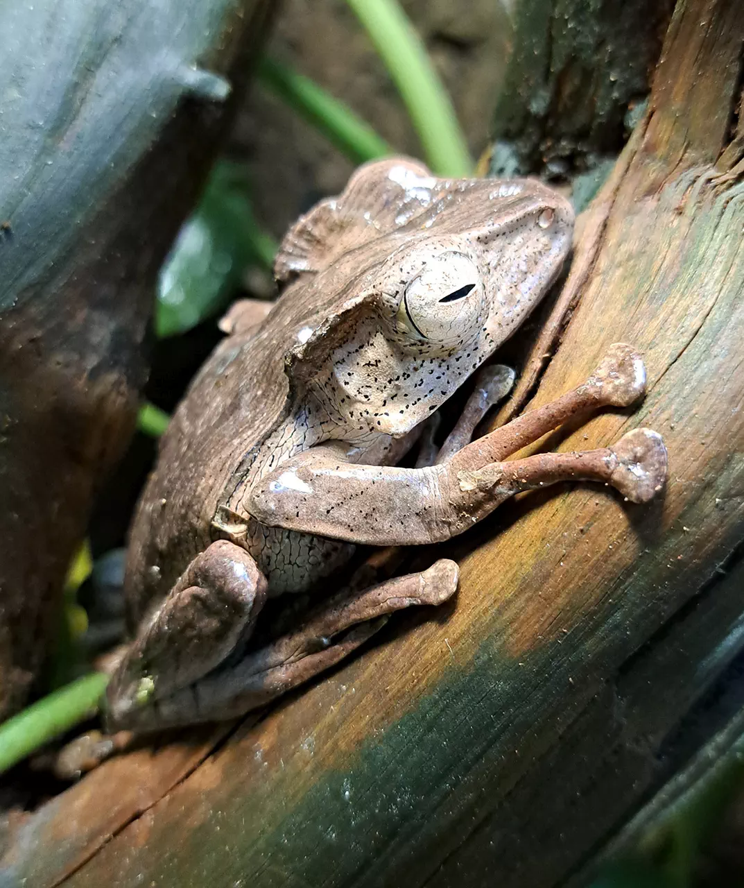Wiosna pełna egzotyki – niezwykła wystawa w Oranżerii Ogrodów Przelewice