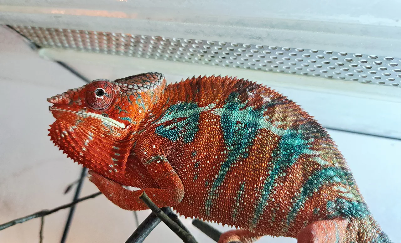 Wiosna pełna egzotyki – niezwykła wystawa w Oranżerii Ogrodów Przelewice