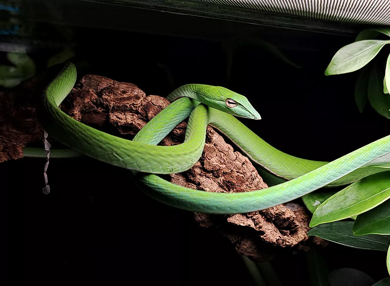 Wiosna pełna egzotyki – niezwykła wystawa w Oranżerii Ogrodów Przelewice